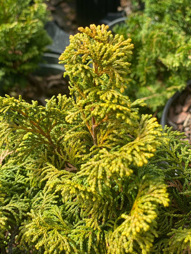 Chamaecyparis obtusa 'Dainty Doll' - mapleridgenursery